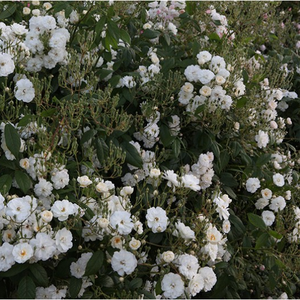 Bela ali mešano bela - Angleška vrtnica
